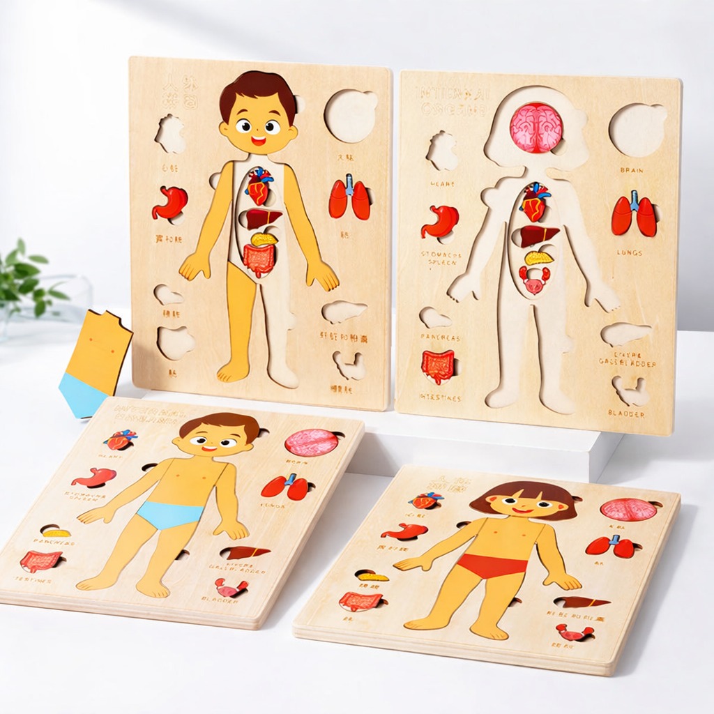 Corpo Mágico - Aprendendo o Corpo Humano